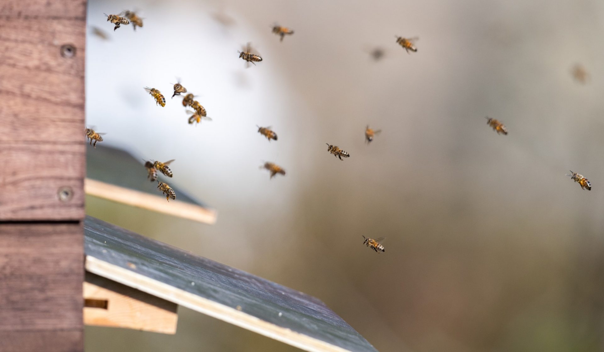 Latin American farmers get the buzz with BeeWaze smart pollination monitoring